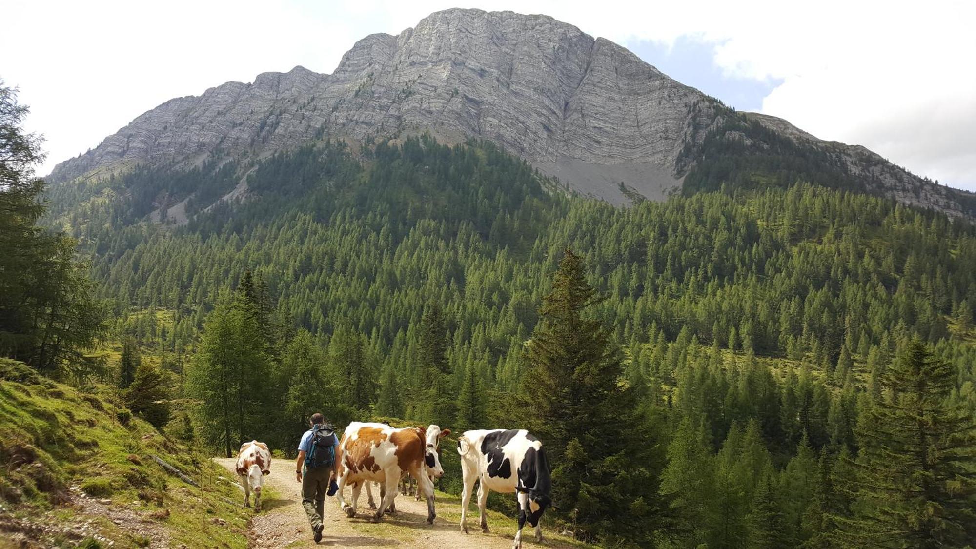 Gasthof Pension Perauer Lieserhofen المظهر الخارجي الصورة